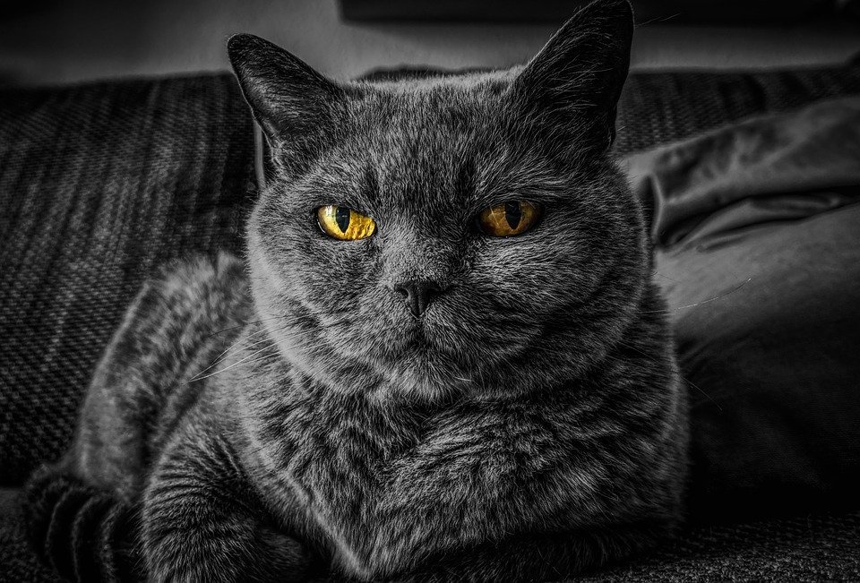 Gato mirando fijamente | Foto: Pixabay