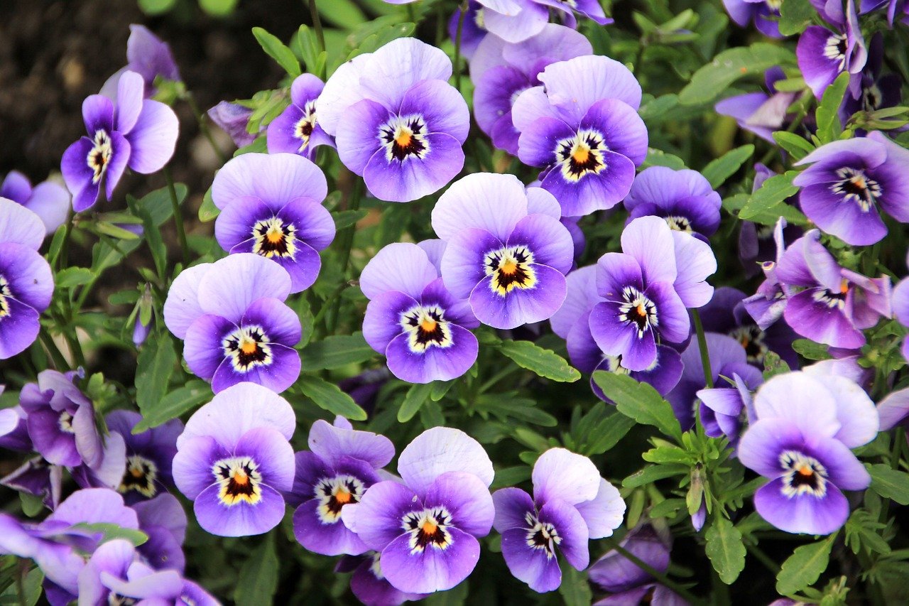 A garden filled with fully bloomed pansies | Photo: Pixabay/AnnaER