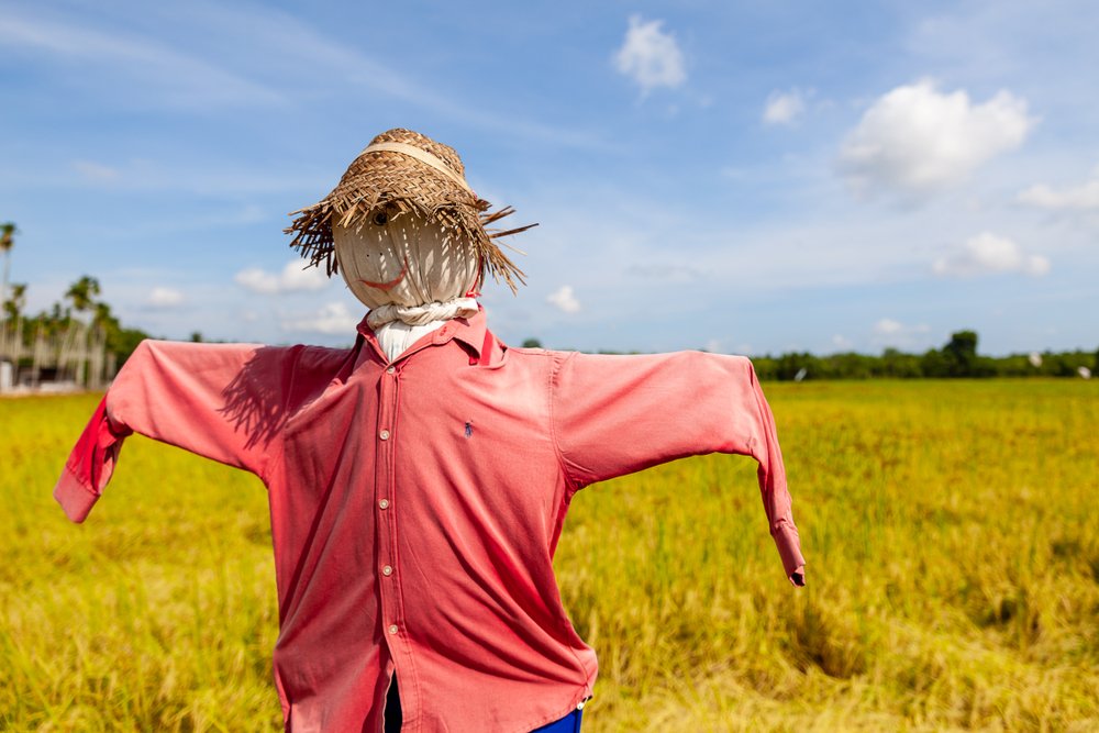 A photo of a scarecrow in rice field. | Photo: Shutterstock