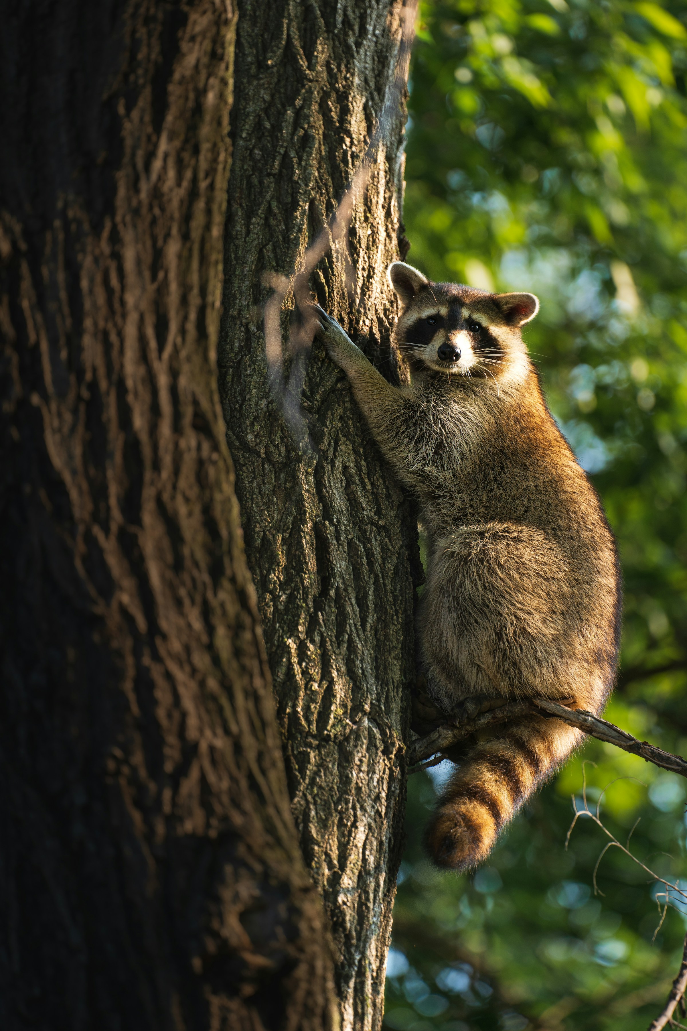 A raccoon climbing a tree | Source: Unsplash