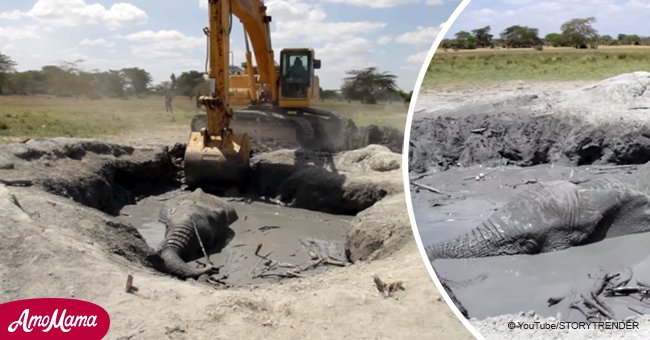 Footage shows elephant rescued from a mud pit