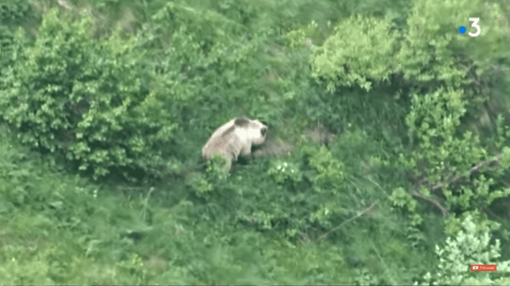 Un ours filmé par un enfant de 9 ans au cours d'une randonnée | Youtube/France 3 Occitanie