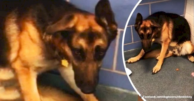 Loyal dog sits in a corner and can't stop shaking after his family dump him at a shelter