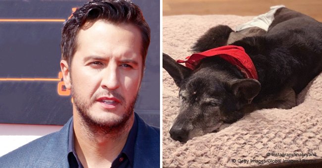 Luke Bryan’s rescue dog dies 9 days after adoption, and here’s the family’s touching tribute