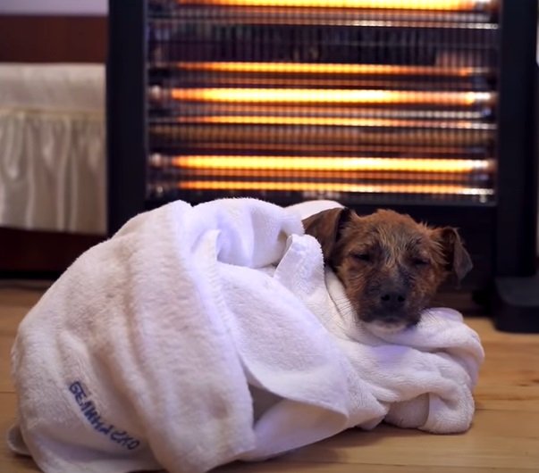 Kleiner Welpe nach seiner Dusche in ein Handtuch gewickelt | Quelle: Facebook/PawMeow