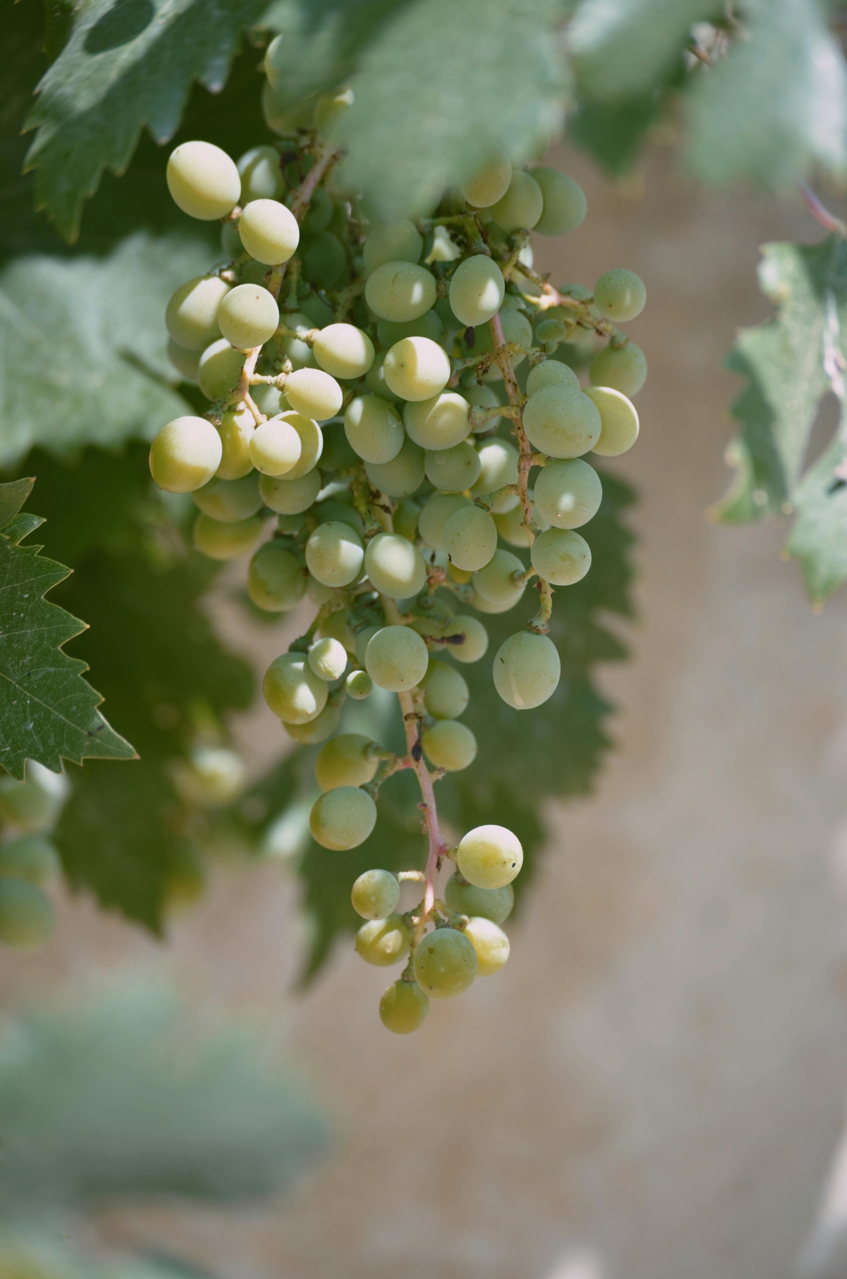Grapes | Source: Pexels
