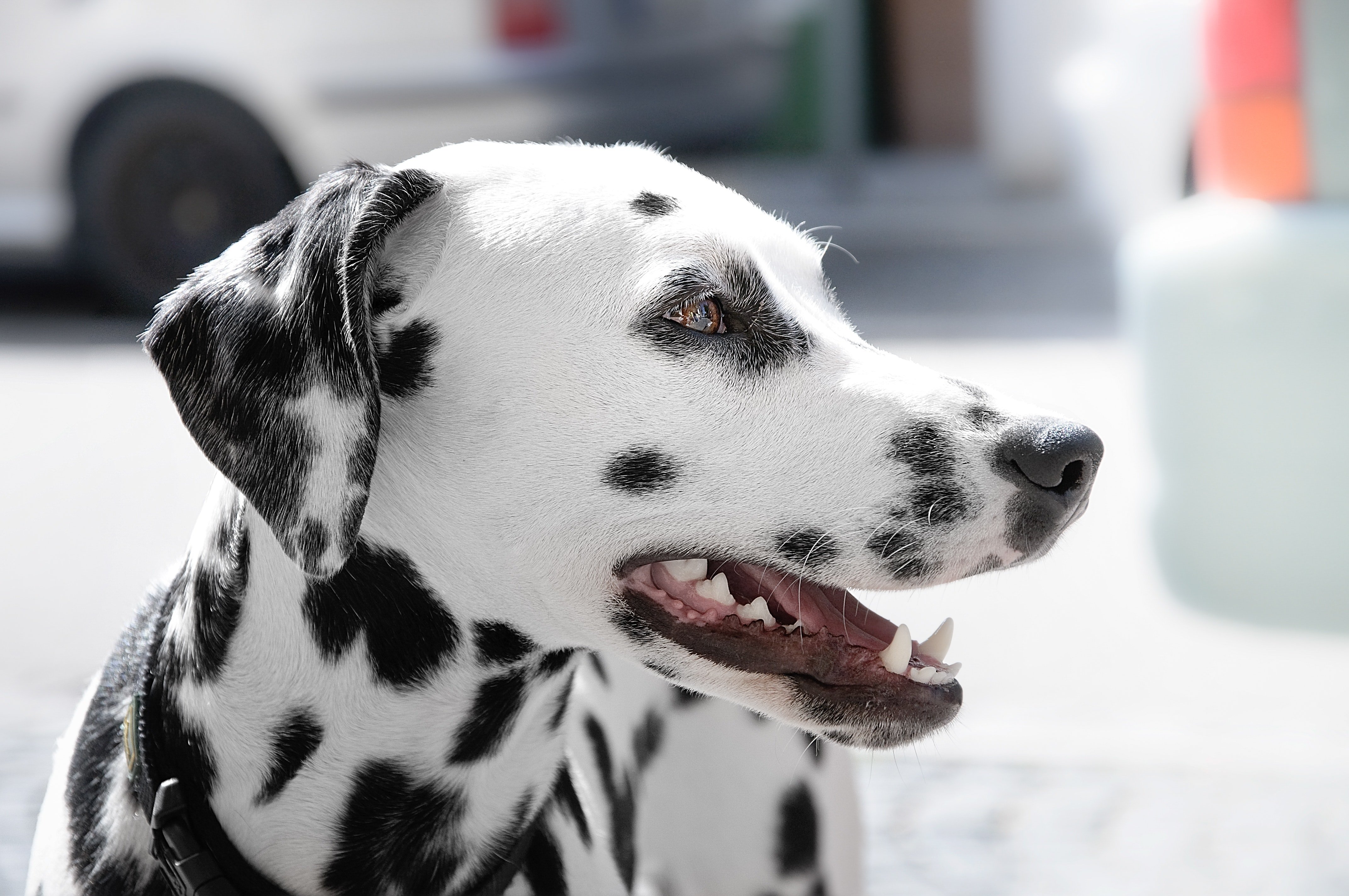 A Dalmatian. | Photo: Pexels