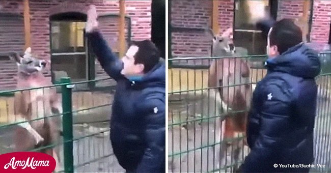 Turkish televangelist repeatedly punches and taunts caged kangaroo