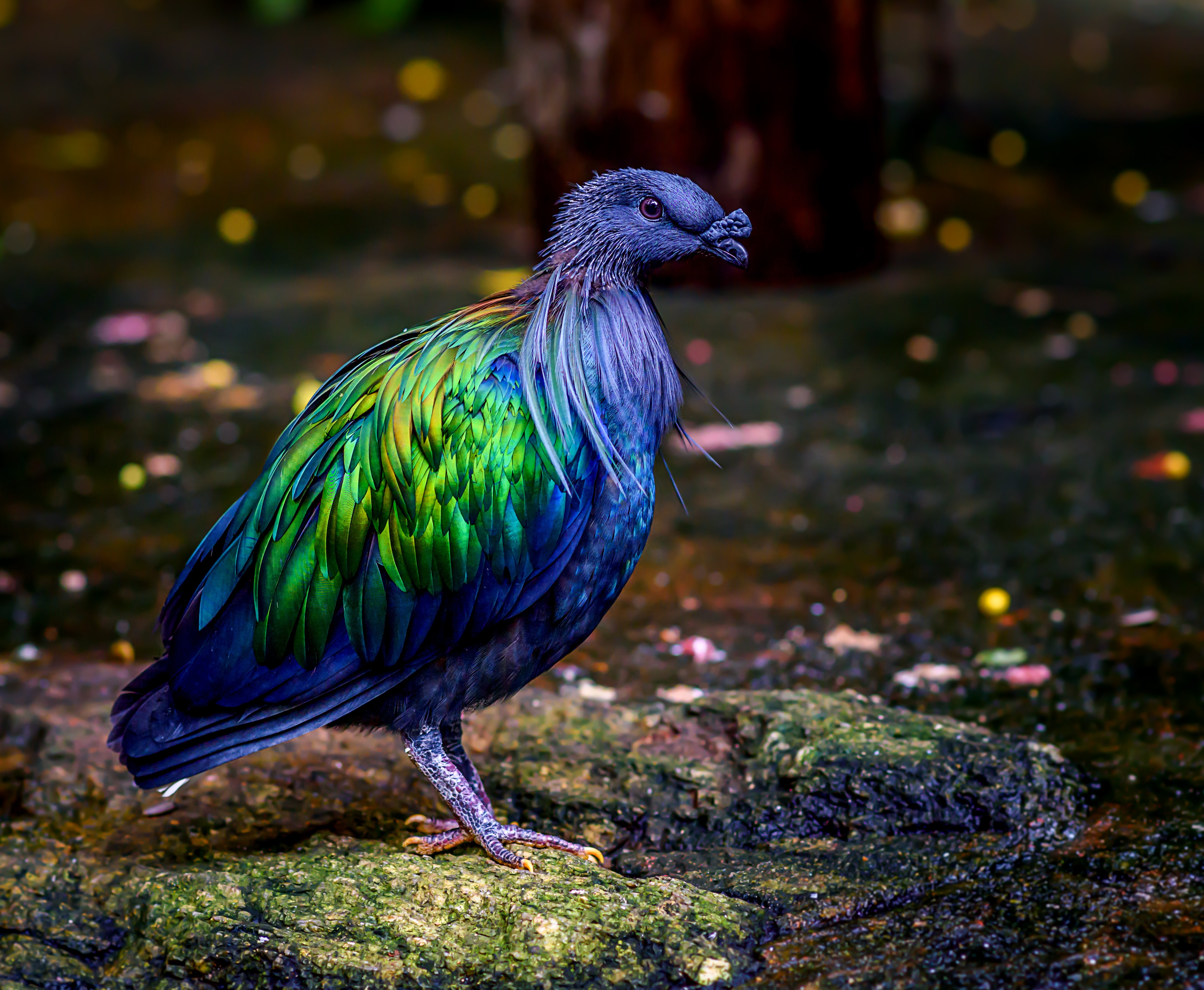 A Nicobar pigeon | Source: Shutterstock