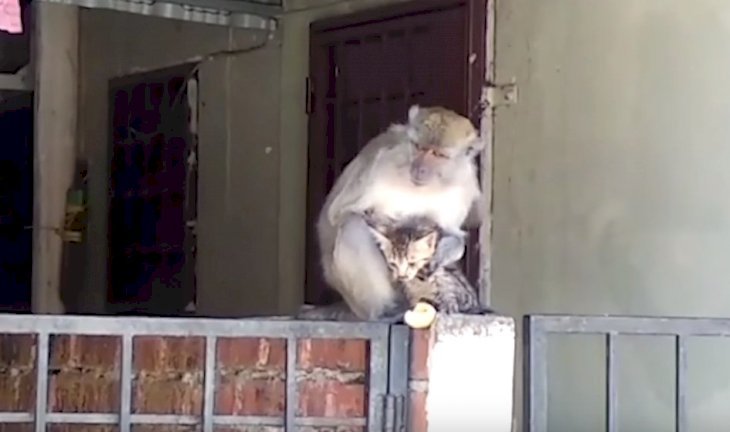 Source: YouTube/Viral Press Source: YouTube/Viral Press