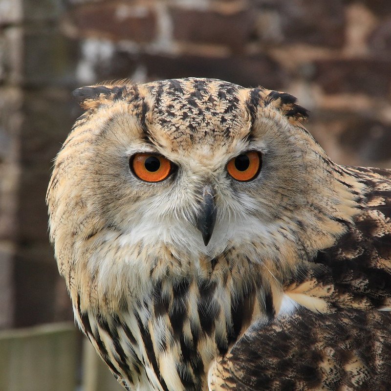 A picture of a True Owl. | Photo: Flickr