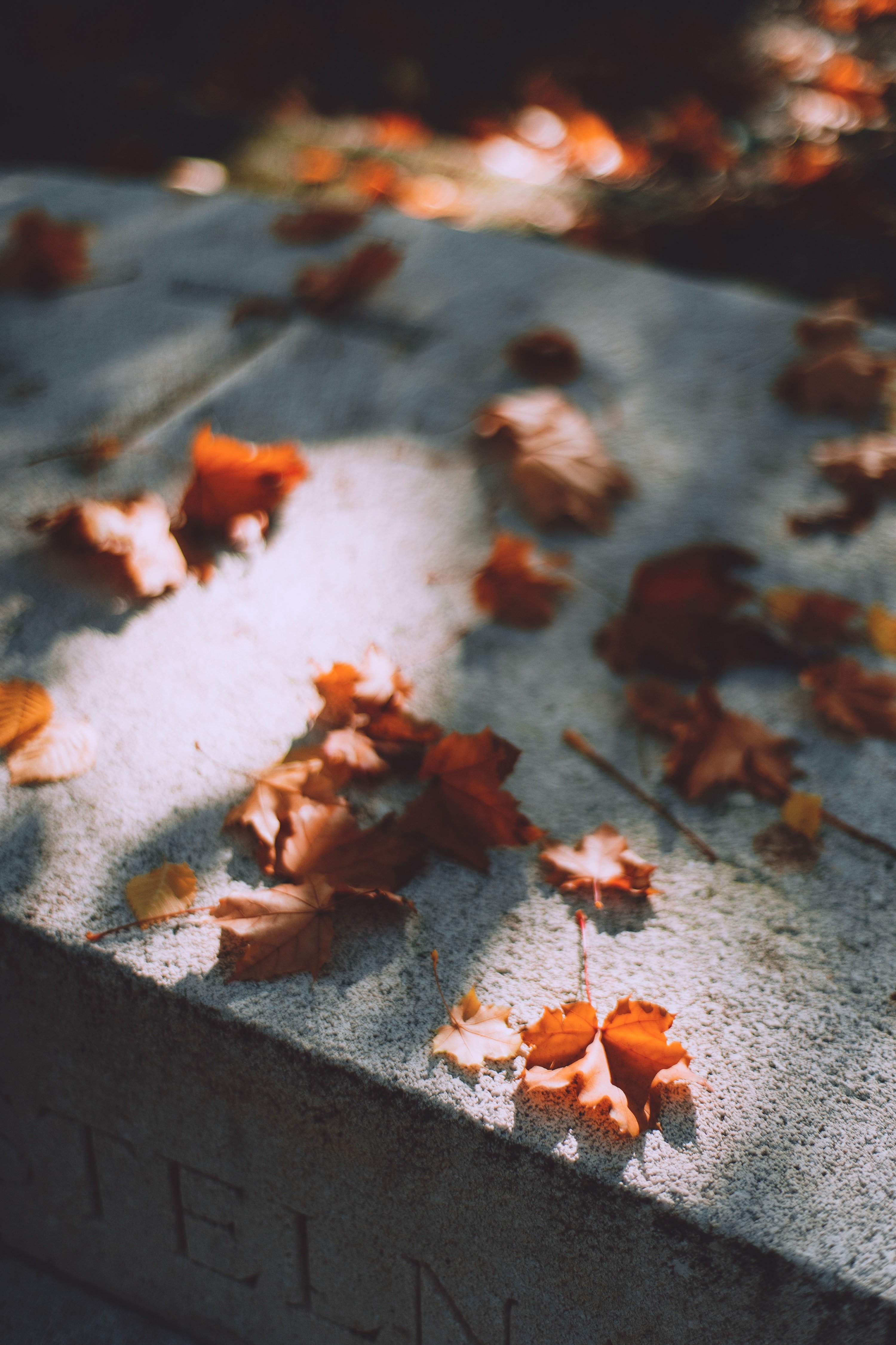 Autum leaves on a grave stone. | Source: Pexels/  Maria Orlova