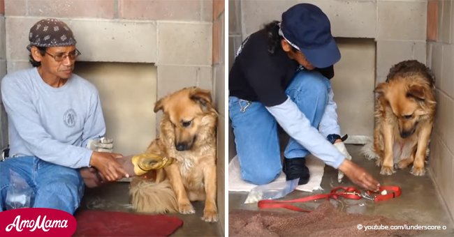 Rescue worker dedicated a year to tame stray dog