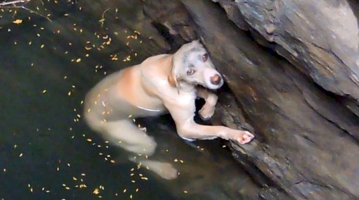 Quelle: YouTube/Animal Aid Unlimited, India
