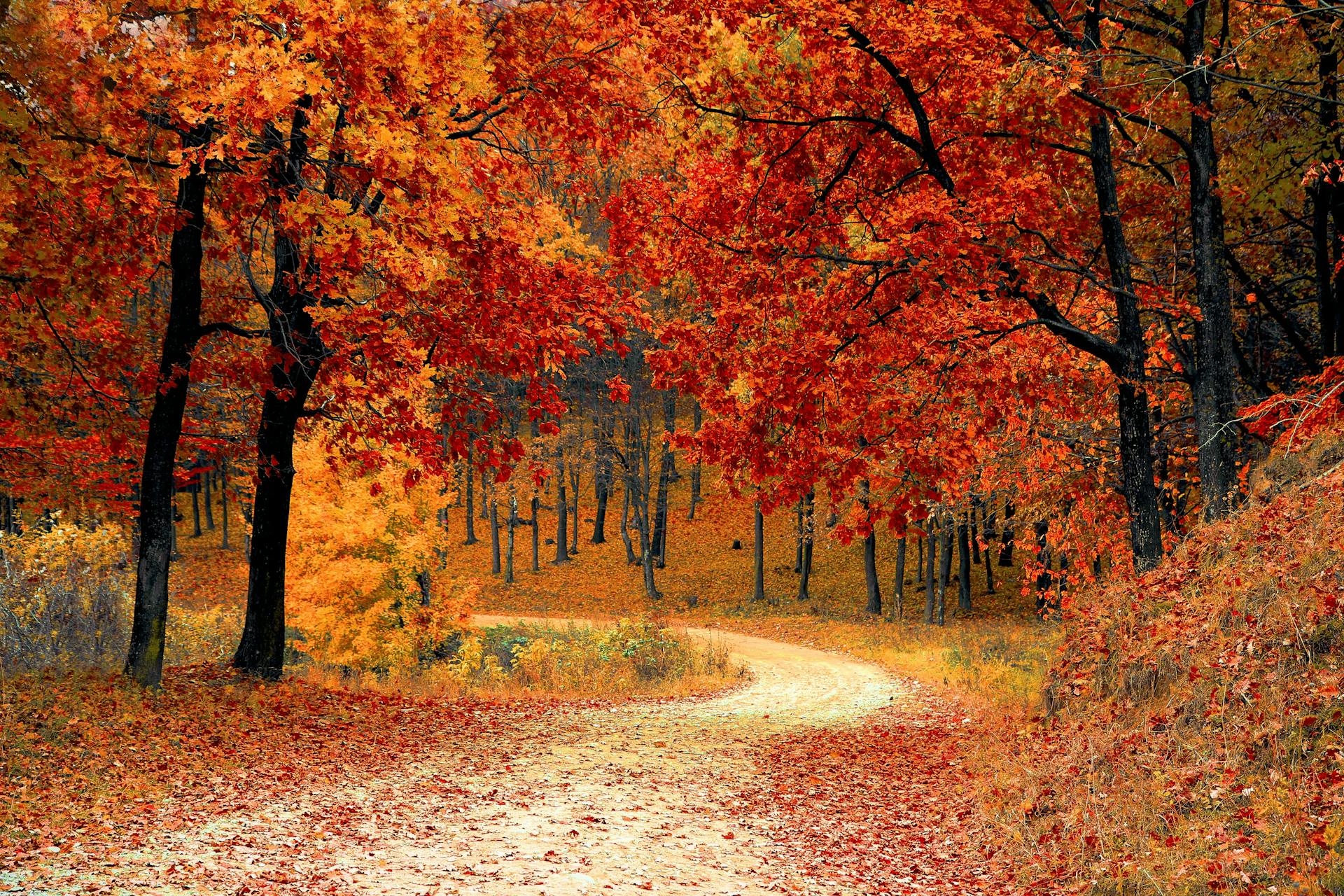 An autumn scene | Source: Pexels