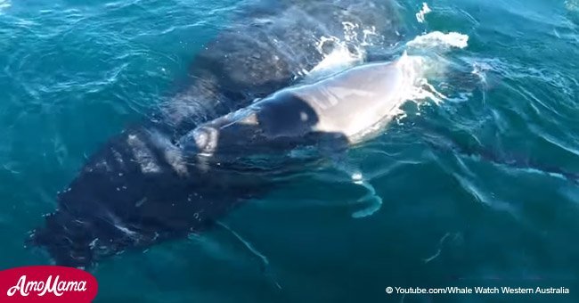 Heroic dolphins team up to save mother whale and calf from male humpbacks