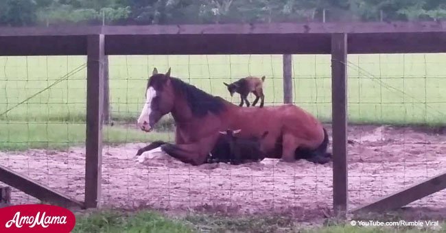 Baby goats use patient horse as a playground