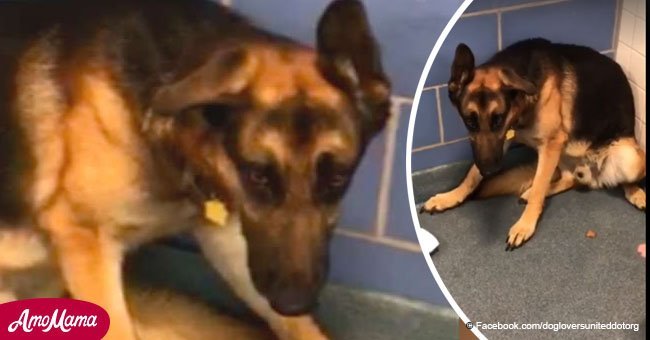 Loyal dog sits in a corner shaking after his family dump him at a shelter