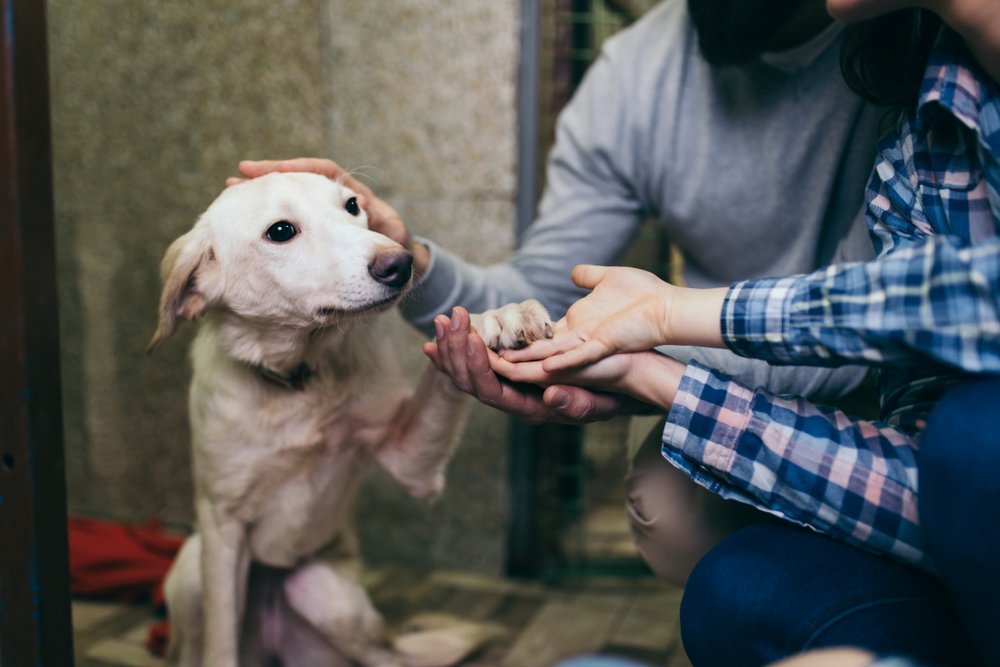 37 Hunde aus schrecklichem Zustand von Rettungsfarm gerettet, die sich