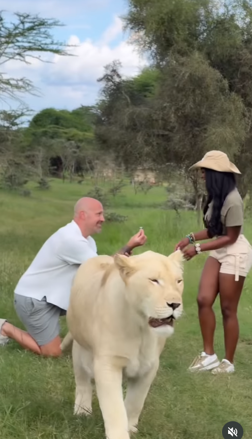 Joe McCann drops to one knee beside a passing white lion, presenting a ring to Ashly Robinson as the wild, unscripted setting turns the proposal into something truly unforgettable.. | Source: Instagram/ashleejenae