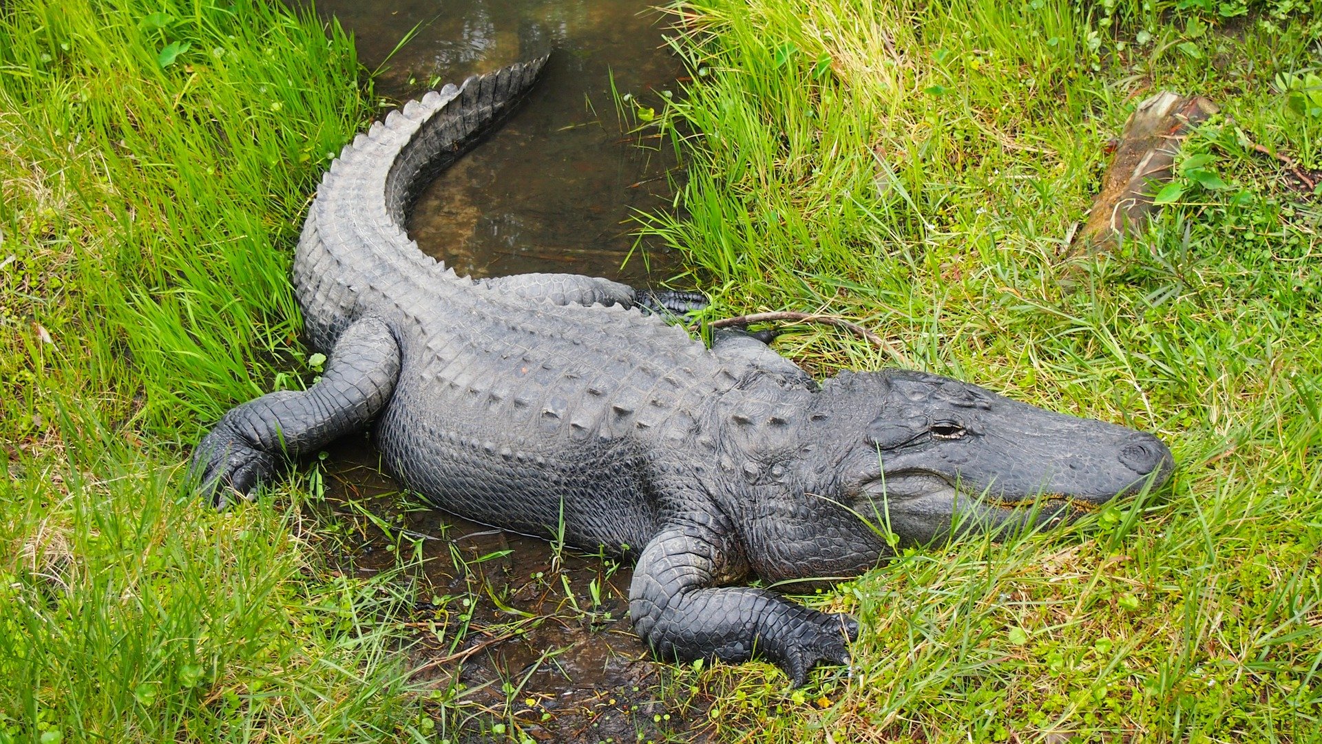 Alligator in tall grass. | Source: Pixabay