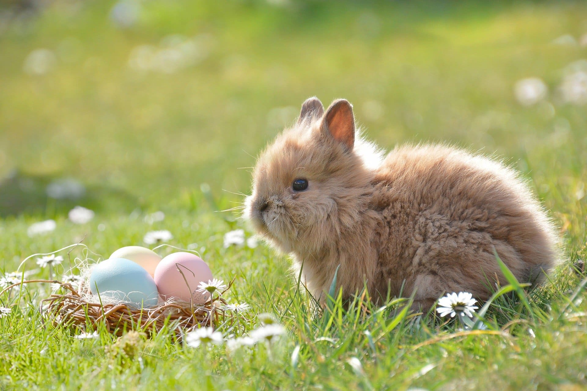 A small bunny and some easter eggs | Source: Pixabay