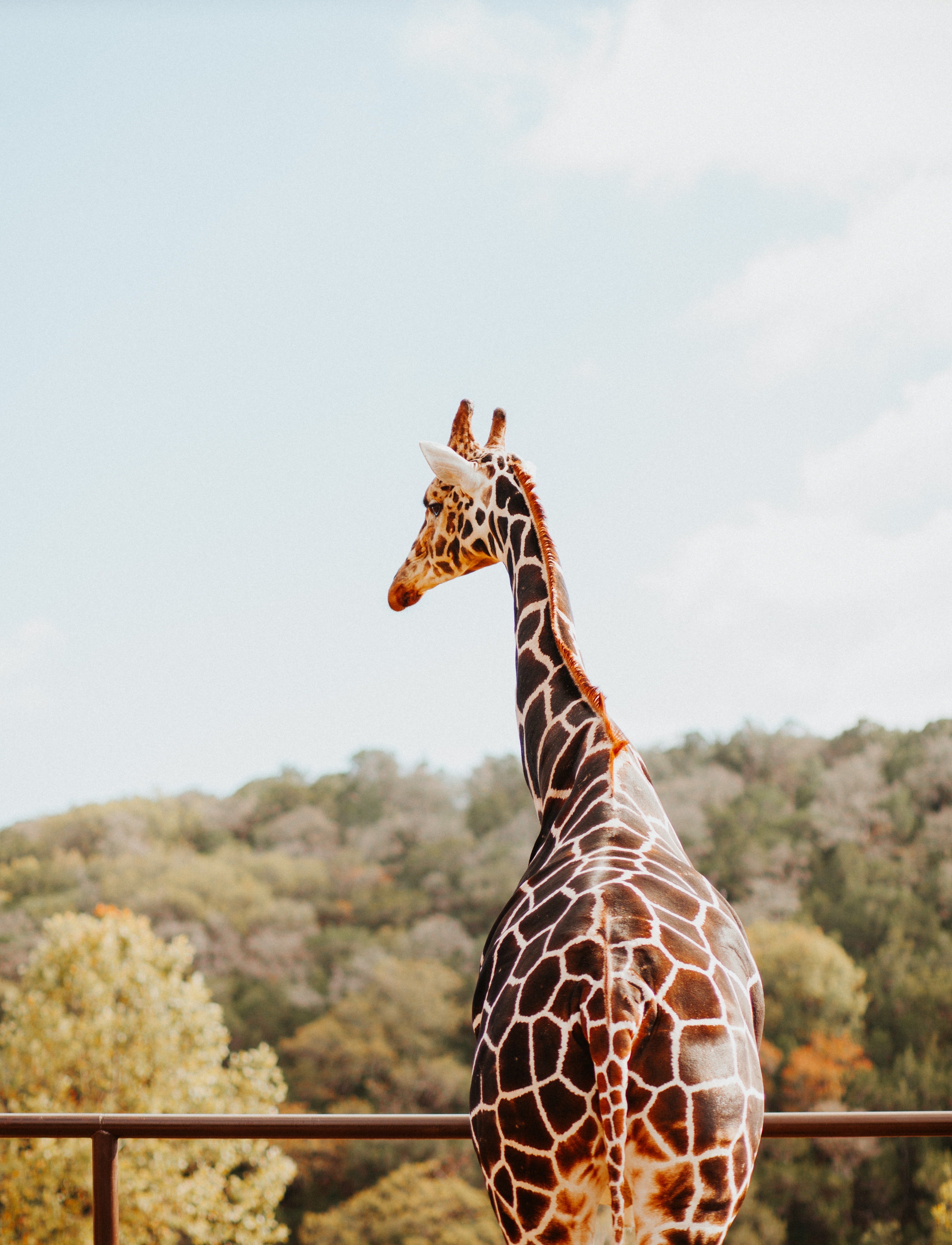 A giraffe standing by a pole. | Photo: Pexels