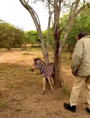 Ein Zebra Baby steckte zwischen einem Baum. Quelle: youtube.com/Robert Yoshioka