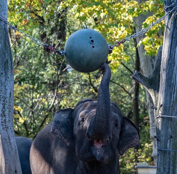 An elephant plays in the zoo with an oversized ball hanging between two trees | Photo: Getty Images