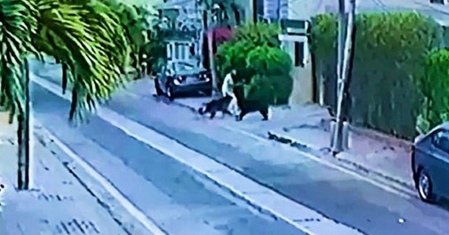 Two dogs are spotted attacking a man as he walked by | Photo: Twitter/ComicsByMajid