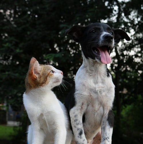 A dog and cat hanging outdoors. | Photo: Unsplash.