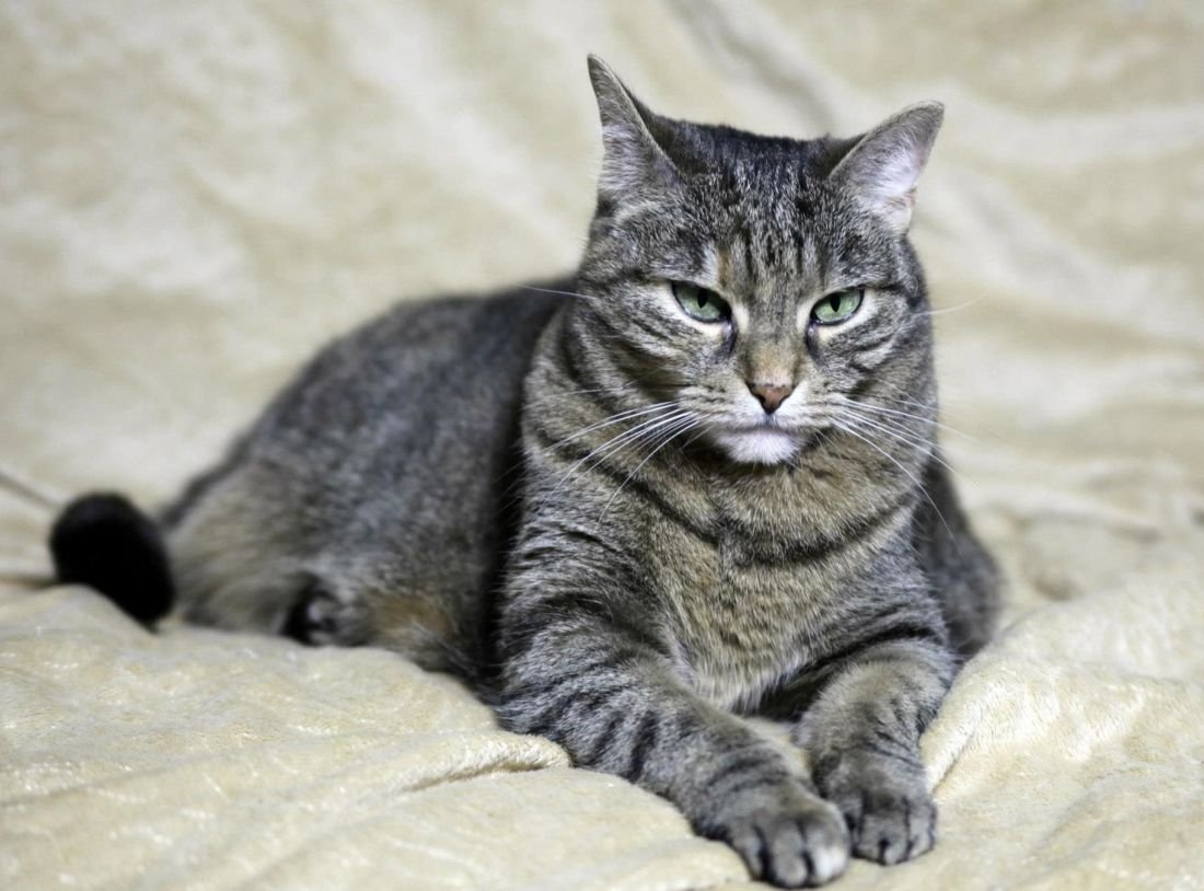 Gato con pelaje atigrado de color gris recostado sobre una manta. | Foto: Pixnio