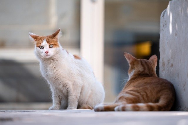 Gatos en la calle. | Foto: Pixabay