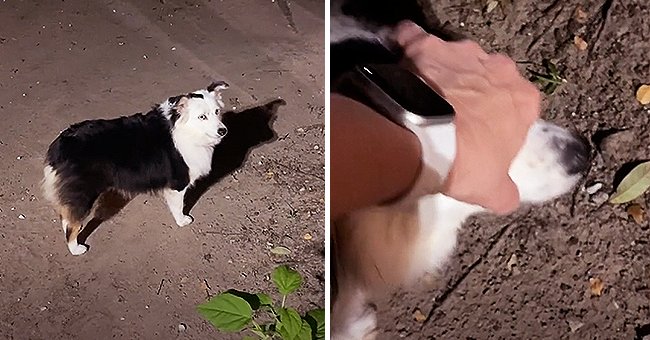 A strange buzzing noise came from a dog's mouth so the owner tried to open it to see what was causing the sound | Photo: TikTok/sassafras_007 