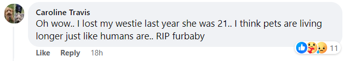 User comment on Bobi's death for his grieving owner, dated October 23, 2023 | Source: facebook.com/doctor.karen.becker