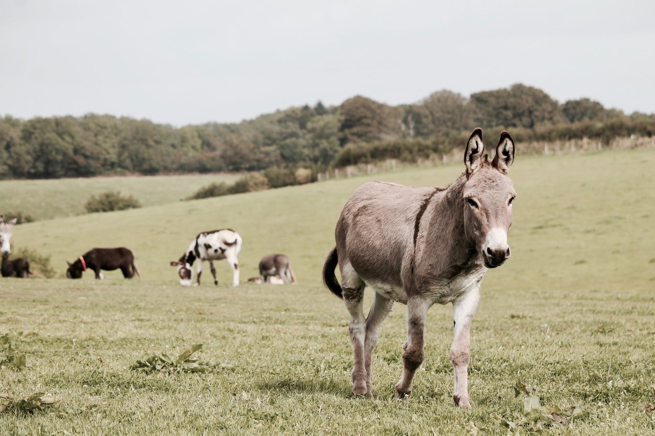 Photo of Donkey | Photo: Pexels