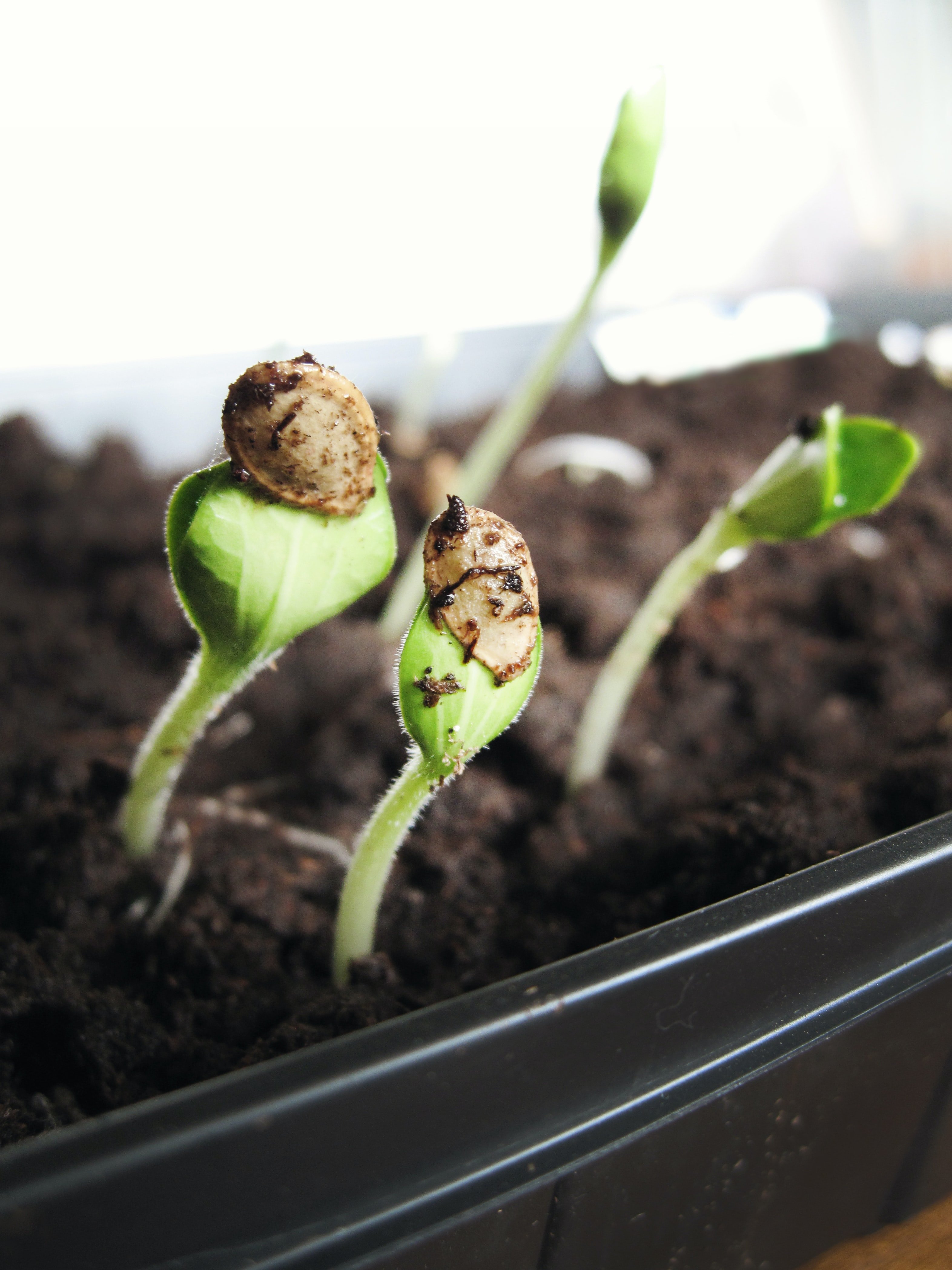 "This is a young plant. Do you see how easy it is to pull it up?" | Source: Unsplash