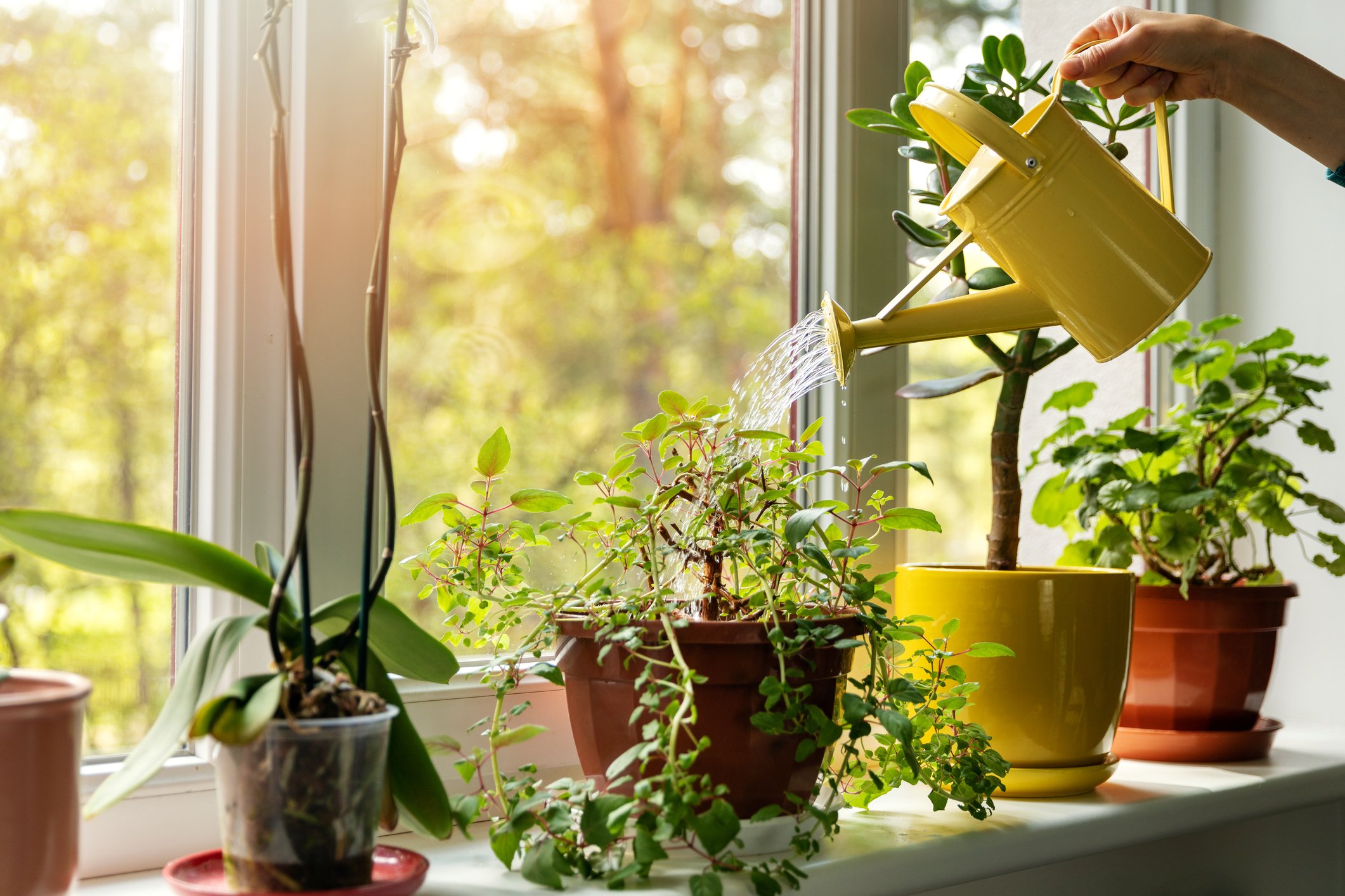 Une main arrosant des plantes d'intérieur | photo : Getty Images