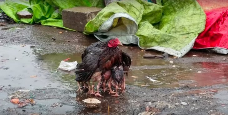Porque Se Mueren Las Gallinas De Repente