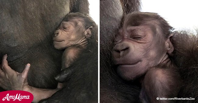 Meet adorable newborn baby gorilla from a zoo in Columbia, South Carolina (photos)