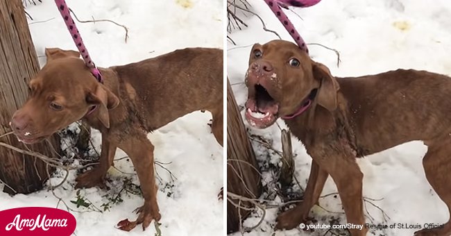 Miracle Survivor: Puppy Abandoned in the Freezing Snow Begs Rescuers for Help