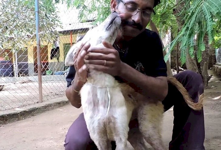 Source: screenshot from Youtube, Animal Aid Unlimited, India