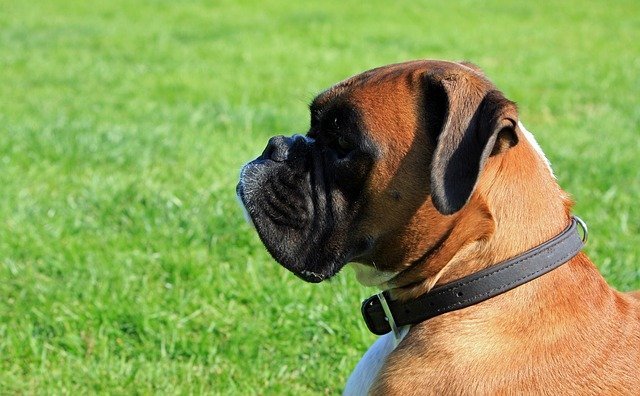 Dog not looking at the camera | Source: Pixabay Dog not looking at the camera | Source: Pixabay