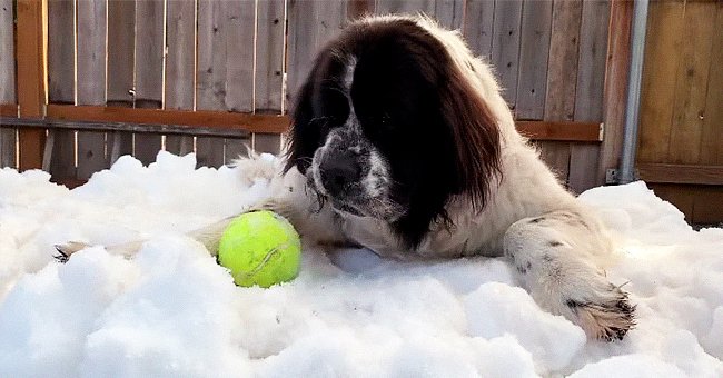 Maggie Bears is pictured on her snow mound as she plays with her ball. | Photo: facebook.com/HappyTailsDogHiking