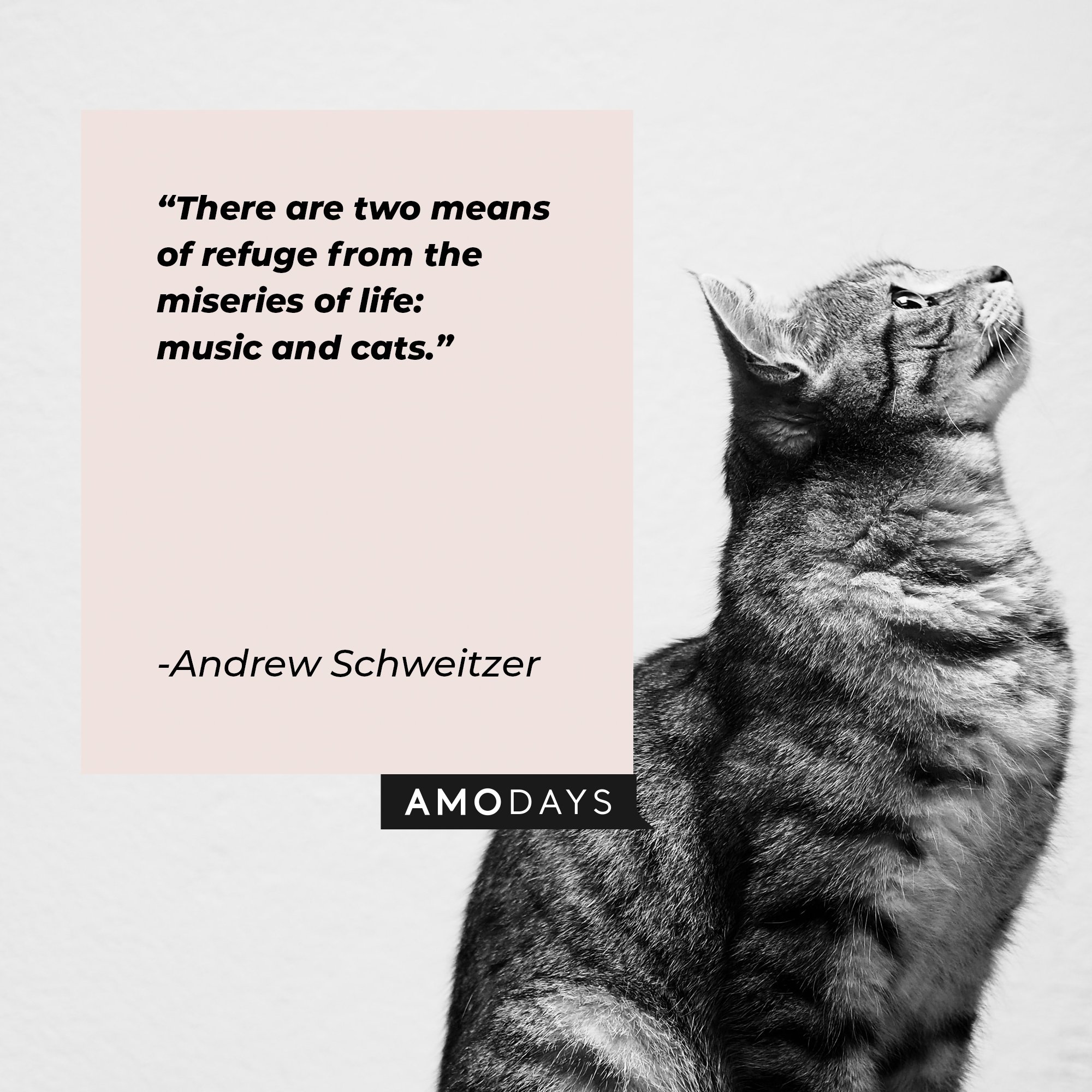 Andrew Schweitzer’s quote: "There are two means of refuge from the miseries of life: music and cats." | Image: AmoDays