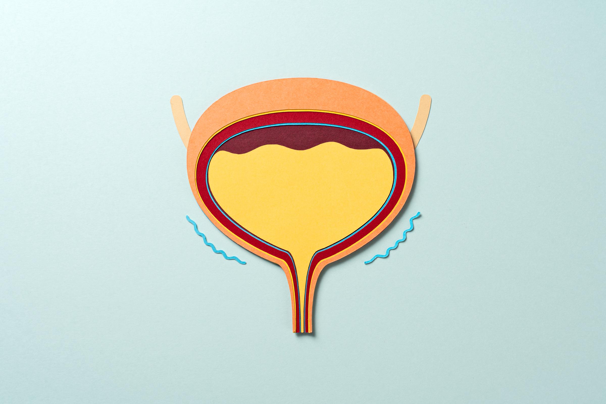 Papercraft model of a urine-filled human bladder | Source: Getty Images