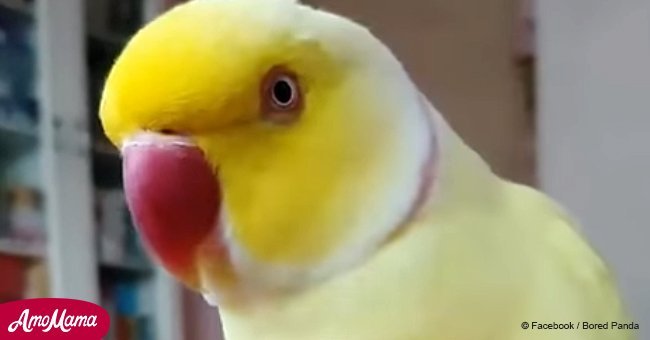 Parrot with identity crisis thinks he's a banana