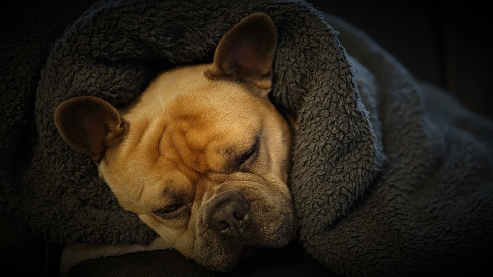 Perro durmiendo arropado. | Foto: Pixabay.