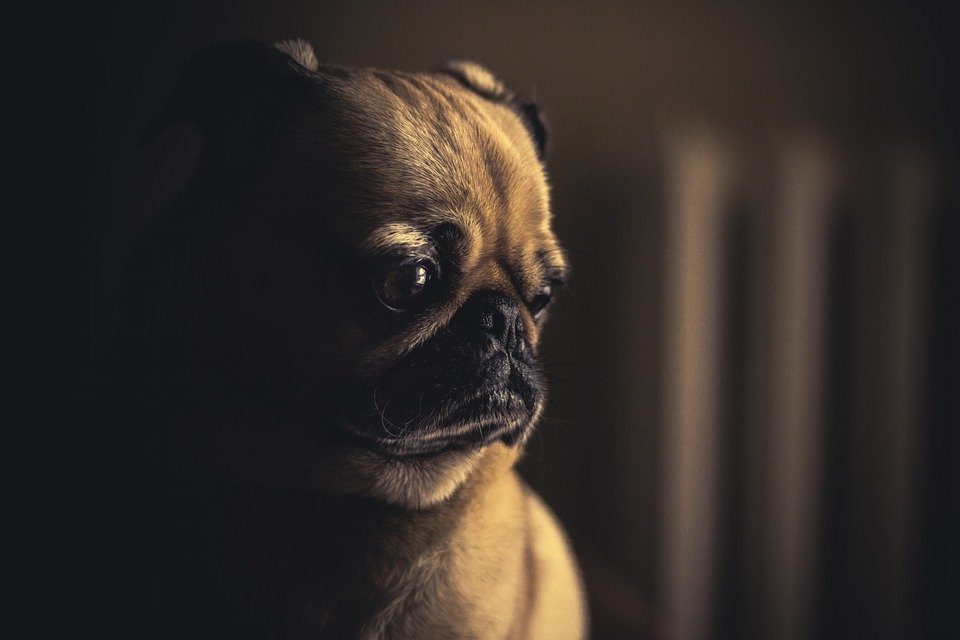 Un chien regardant ailleurs. | Photo : Pixabay