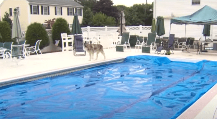 Husky Luka spaziert bei dem Pool vor dem Familienhaus | Quelle: Youtube/CBS Boston Husky Luka spaziert bei dem Pool vor dem Familienhaus | Quelle: Youtube/CBS Boston
